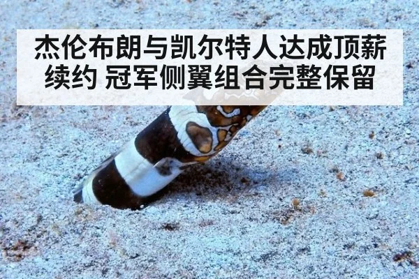 杰伦布朗与凯尔特人达成顶薪续约 冠军侧翼组合完整保留